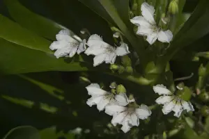Salt Tolerant Prints: Beach Naupaka / Cabbage Bush / Hawaiin Half-flower - Native to south eastern Asia