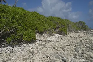 Salt Tolerant Prints: Beach Naupaka / Cabbage Bush Plants / Hawaiin Half-flower - Lining foreshore