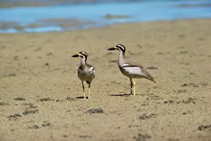 Beach Stone Curlew