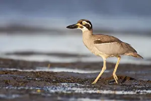 Mudflat Prints: Beach Stone-Curlew / Beach Thick-Knee - walking along shoreline near typical habitat of undisturbed open beaches