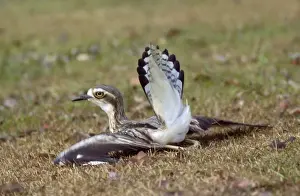 Beach Stone Curlew - distraction display, feigning injury