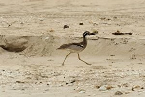 Beach Stone Curlew - foraging on open undisturbed beach