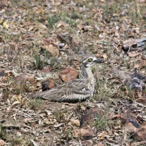 Curlews Prints: Beach Stone Curlew - incubating eggs
