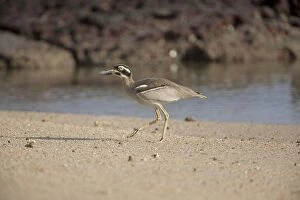 Images Dated 13th October 2011: Beach Stone-curlew - walking on a beach