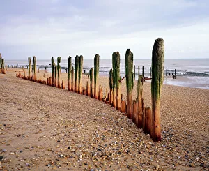 Protection Collection: Beach Weathered groynes at Winchelsea Beach, East Sussex, UK