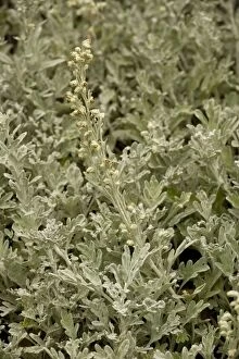 Images Dated 22nd July 2006: Beach wormwood (Artemisia stelleriana); from Japan, naturalised in UK