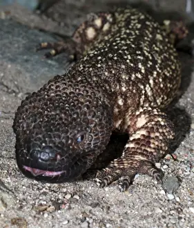 Guatemala Prints: Beaded Lizard: venomous lizard, Mexico & Guatemala