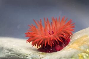 Images Dated 14th April 2013: Beadlet Anemone