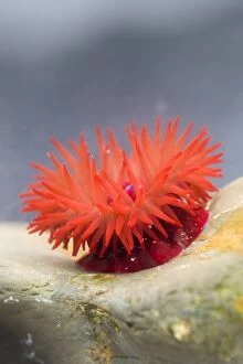 Images Dated 14th April 2013: Beadlet Anemone