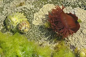 Hebrides Prints: Beadlet Anemone with half opened tentacles together with common limpet