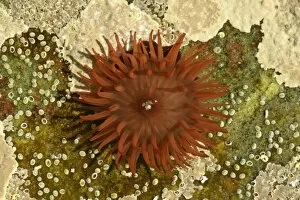 Beadlet Anemone - in rock pool with opened tentacles reaching for food