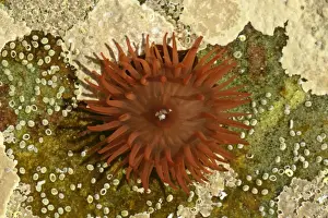 Hebrides Prints: Beadlet Anemone in rock pool with opened tentacles reaching for food Coast near Elgol