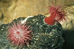 Images Dated 11th August 2004: Beadlet Anemone UK Marine