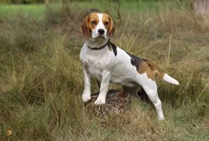 Images Dated 25th February 2009: Beagle Dog