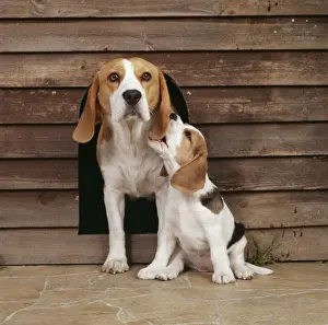 Biting Prints: Beagle Dog JD 12141E With puppy outside kennel © John Daniels / ARDEA LONDON