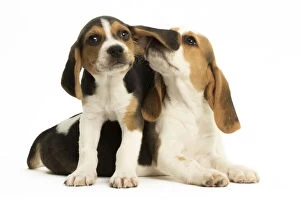 Beagle Gallery: Two Beagle Dog puppies