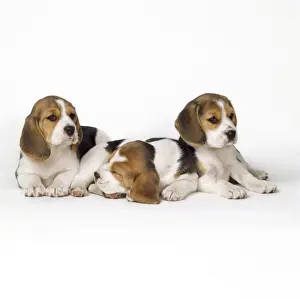 Tricolour Prints: Beagle Dog - puppies