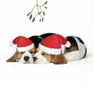 Beagle Dog - Puppies asleep, wearing Christmas hats under mistletoe
