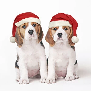 Beagle Dog, two puppies with Christmas hats