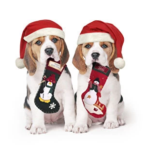 Beagle Gallery: Beagle Dog, two puppies with Christmas hats and stockings
