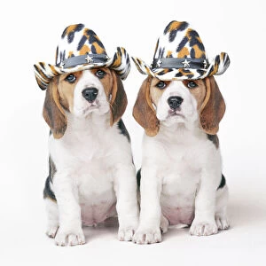 Images Dated 17th March 2020: Beagle Dog, two puppies wearing cowboy hats Date: 04-Nov-05