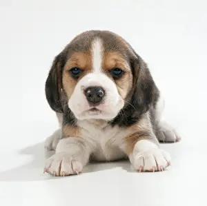 Beagle Dog Puppy Print JD-16776. Art Prints, Posters & Puzzles