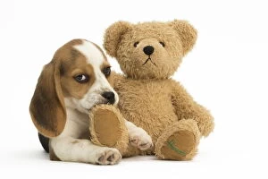 Beagle Dog, puppy Beagle Dog, puppy