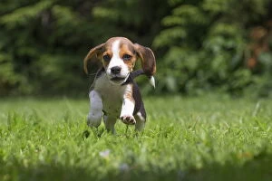 Beagle Dog, puppy in garden Beagle Dog, puppy in