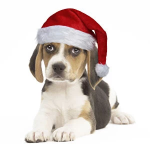 Beagle Gallery: Beagle Dog, puppy wearing Christmas hat