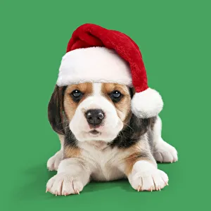 Beagle Dog, puppy wearing Christmas Santa hat Beagle Dog, puppy wearing Christmas Santa hat Beagle Dog, puppy wearing Christmas Santa hat Beagle Dog, puppy wearing Christmas Santa hat