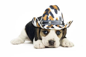 Images Dated 17th March 2020: Beagle Dog, puppy wearing cowboy hat Date: 09-Nov-17