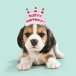 Beagle Dog, puppy wearing Happy Birthday head band