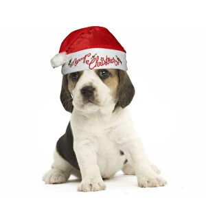 Beagle Dog, puppy wearing Santa hat