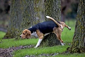 Beagle dog urinating