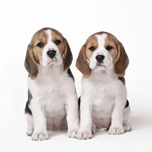 Bitch Prints: Beagle Dog - x2 puppies
