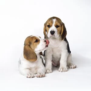 Beagle - puppies - one licking with tongue