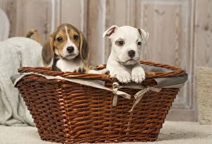 Beagle puppy and American Bulldog puppy dog indoors