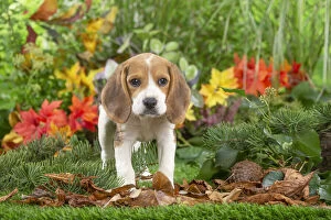 Beagle puppy Date: 02-10-2021