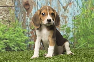Beagle puppy dog outdoors