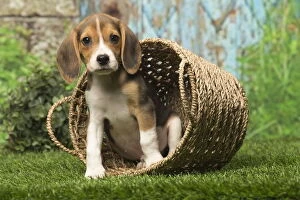 Girl's Bedroom Gallery: Beagle puppy dog outdoors