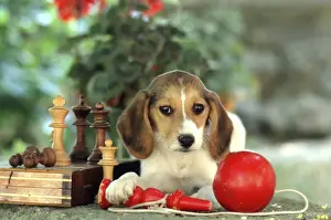 Beagle Puppy FRR 149E With chess set and red ball toy © Frederic Rolland / ardea. com