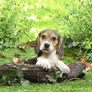 Beagle Gallery: Beagle puppy outside in the garden