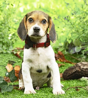 Images Dated 6th November 2020: Beagle puppy outside in the garden