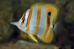 Indo Pacific Prints: Beaked Coral Fish (adult- long snout develops in adult)