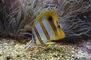 Images Dated 9th September 2004: Beaked coralfish - Oceanopolis Brest, France