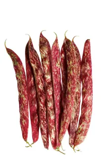 Edible Prints: Beans of Provence