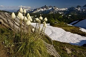 Images Dated 4th August 2008: Bear Grass - on Mount Rainier, Cascade Mountains, Washington