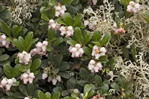 Lichens Prints: Bearberry (Arctostaphylos uva-ursi) in flower. Sweden