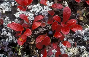 Shrubs Prints: Bearberry - Autumn leaves, tundra North America, Alaska, Denali National Park