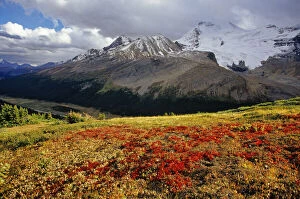 Images Dated 11th March 2011: Bearberry in early autumn Athabasca Peak